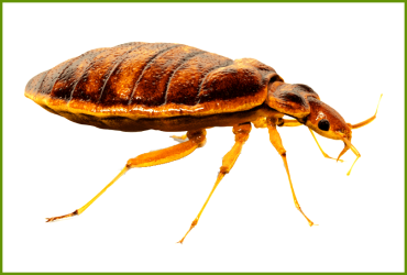Bed Bug Control