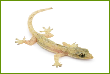 Lizard Control Service