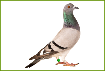 Pigeon Control Service