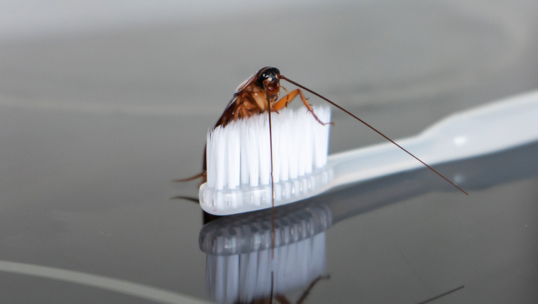 Integrated Cockroach Management