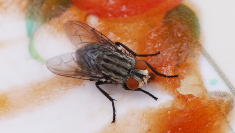 Flies Control Management