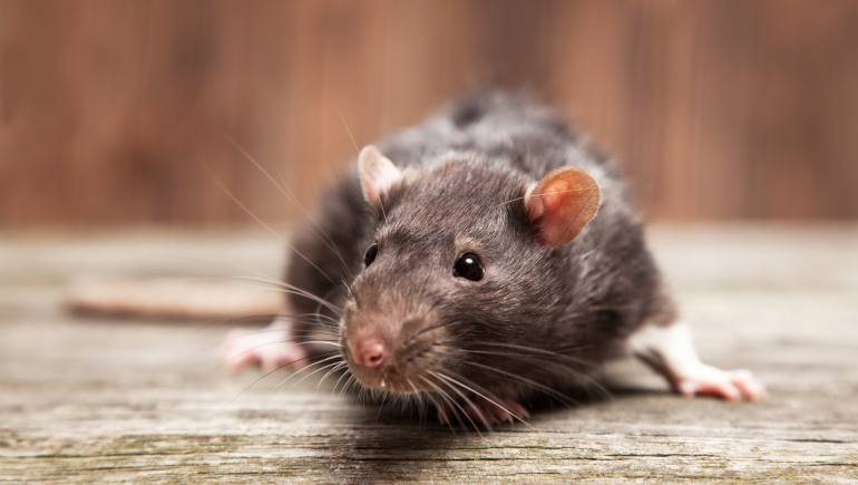 Integrated Rodent Management
