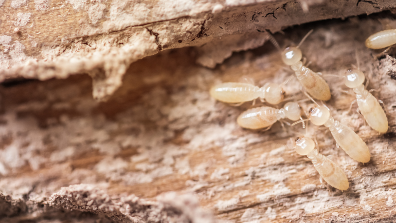 Termite Control Management