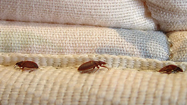 Bed Bug Control