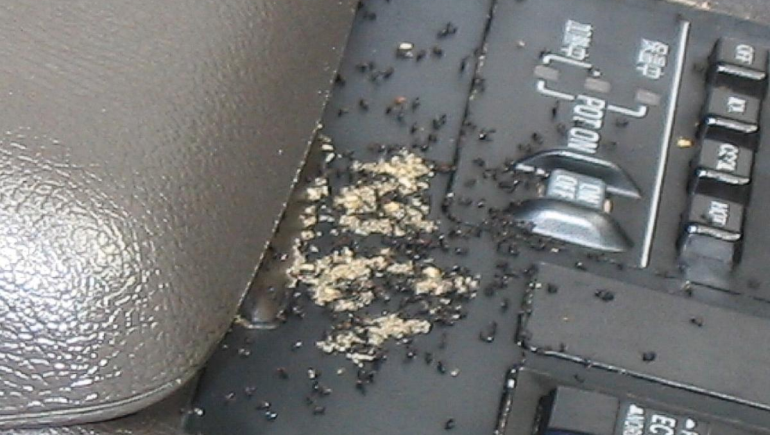 Car Pest Contro