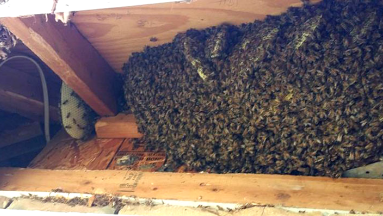 Honey bee Control Service