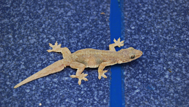Lizard Control Service