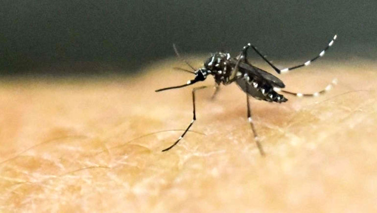 Integrated Mosquito Control Service