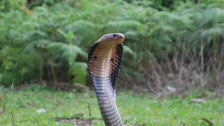 Snake Control Service