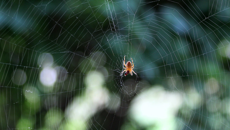 Spider Control Management