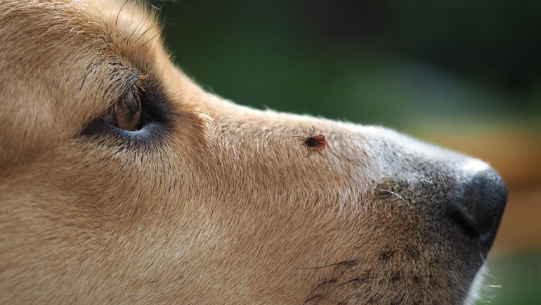 Ticks Control Service
