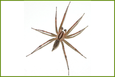 Spider Control Management