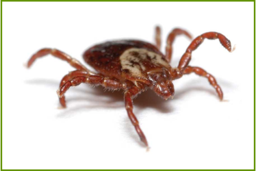 Ticks Control Service